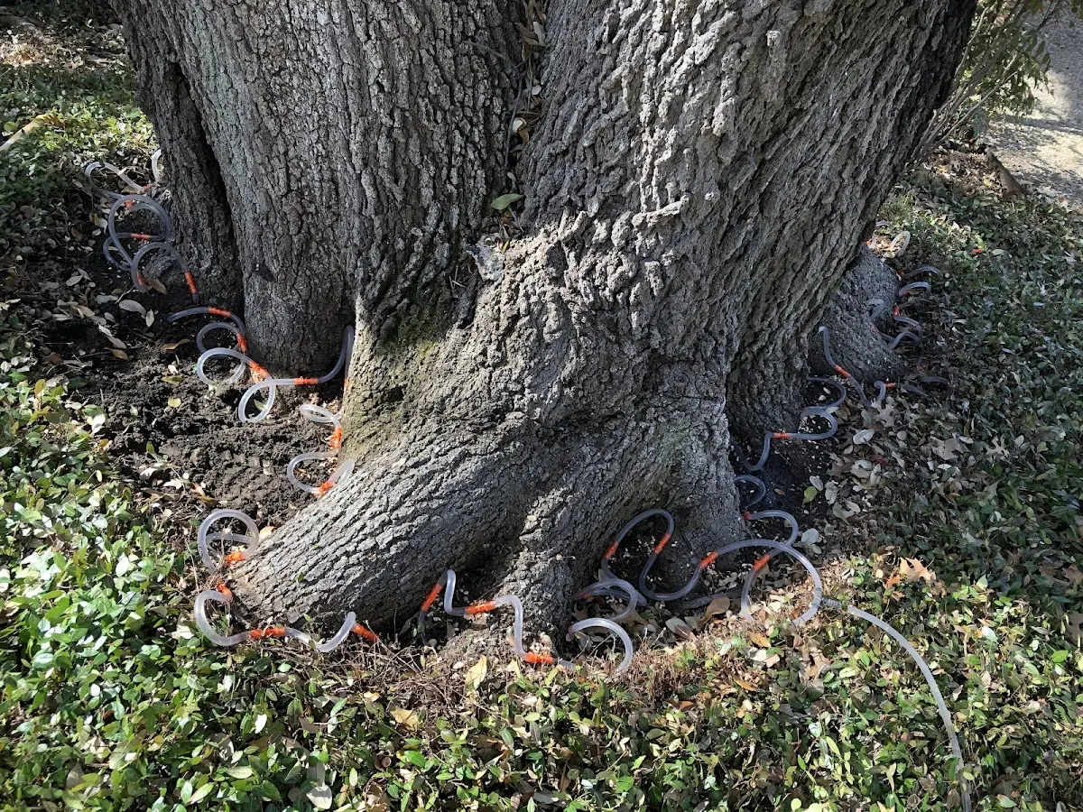 Detailed Tree Cabling and Bracing job site in Deer Trail