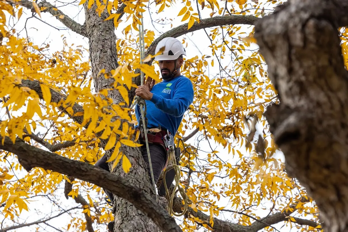 Skilled Tree Planing crew working in Deer Trail